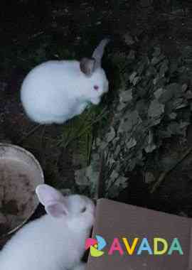 Кролики колифорнийских пород Naberezhnyye Chelny