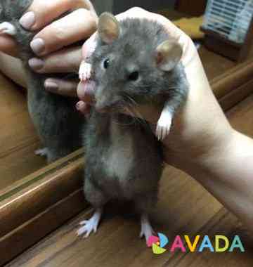 Мышь и крысы Владикавказ