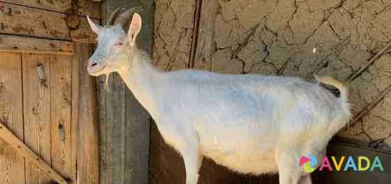 Молочная высокоудойная коза и козлик на племя Sredniy Ikorets