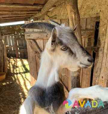 Молочная высокоудойная коза и козлик на племя Sredniy Ikorets