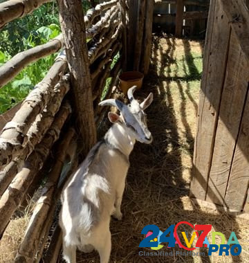 Молочная высокоудойная коза и козлик на племя Sredniy Ikorets - photo 3