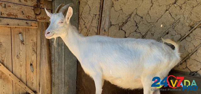 Молочная высокоудойная коза и козлик на племя Sredniy Ikorets - photo 4
