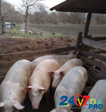 Свиньи на мясо Kochubeyevskoye - photo 1