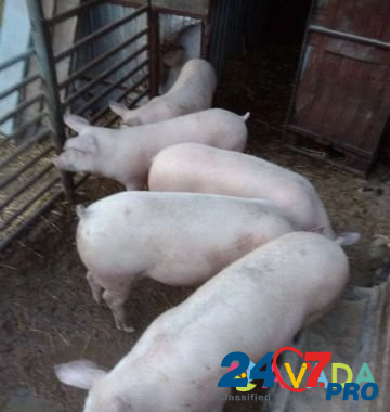 Свиньи на мясо Kochubeyevskoye - photo 2