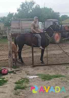 Лошадь Kizlyar