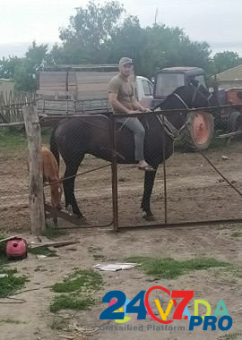 Лошадь Kizlyar - photo 2