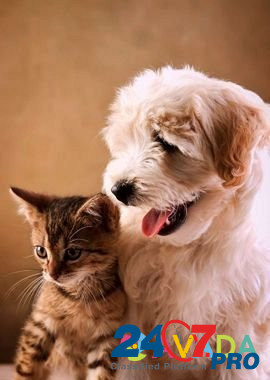 Корм для кошек и собак Димитровград - изображение 1