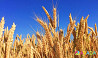 Зерно-пшеница Yurovka