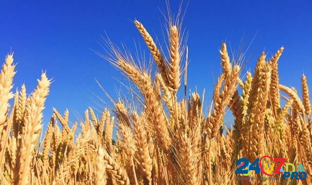 Зерно-пшеница Юровка - изображение 1