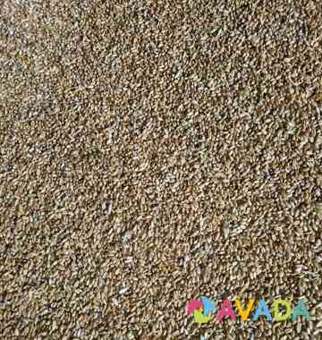 Продается зерно - пшеница, ячмень Сеченово