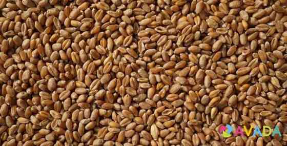 Зерно пшеница Долгоруково