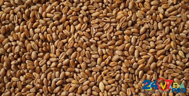 Зерно пшеница Долгоруково - изображение 1
