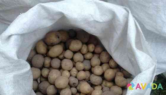 Мелкий картофель на корм скоту Yavas