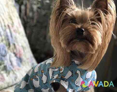 Одежда для собак Новая Simferopol