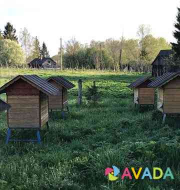 Ульи-лежаки на 25 рамок с пчелосемьёй Smolensk