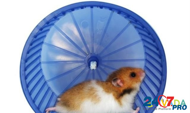 Колесо 15 см новое хомяка грызуна крысы доставка Архангельск - изображение 1