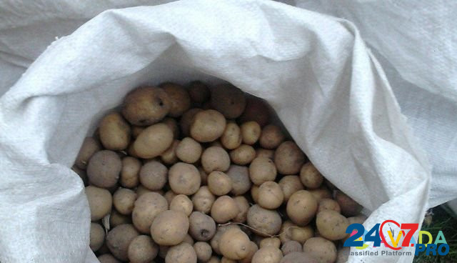 Мелкий картофель и сухой хлеб Sovetskiy - photo 2
