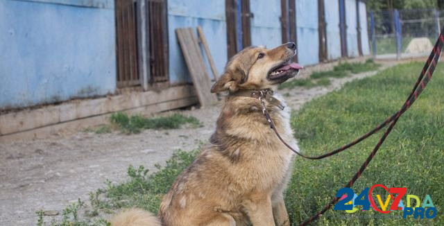 Собака Петропавловск-Камчатский - изображение 2