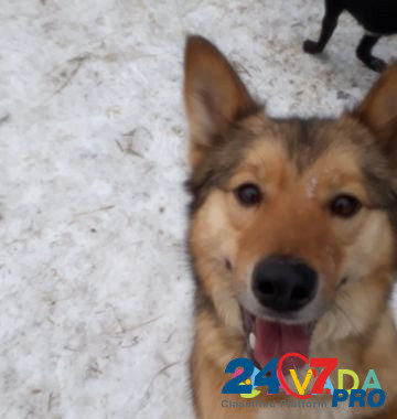 Собака Петропавловск-Камчатский - изображение 5