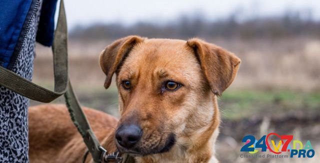 Собака Slavyansk-na-Kubani - photo 1