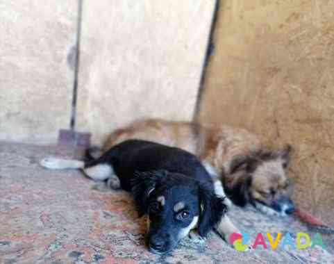 Собаки ищут семьи Matveyev Kurgan