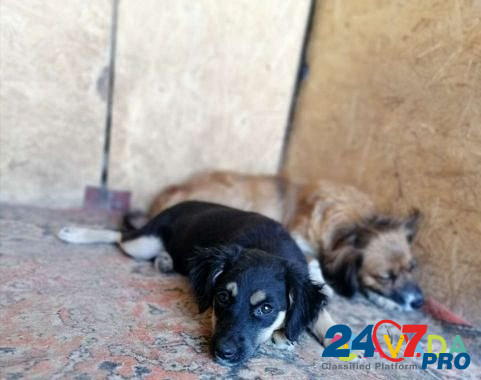Собаки ищут семьи Matveyev Kurgan - photo 5