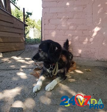 Собака Volgodonsk - photo 2