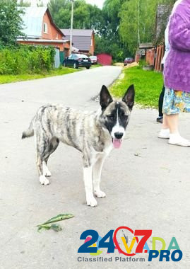 Найден щенок Orekhovo-Zuyevo - photo 1