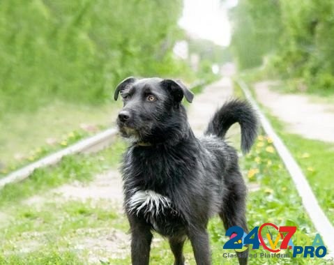 Добрая молодая собака Морозко в добрые руки Vladimir - photo 1