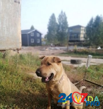 Собака Нижний Новгород - изображение 1