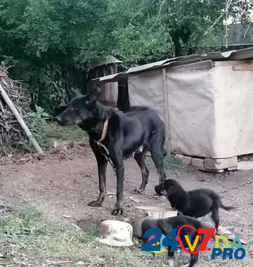 Бесплатно щенки метисы для охраны Тимашевск - изображение 2