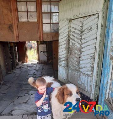 Собака Zlatoust - photo 1