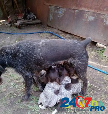 Продаю щенков дратхаара рожденных 21.07.2020 Dobroye - photo 8