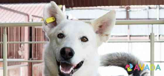 Мистерио самая лучшая в приюте собака ищет дом Nizhniy Novgorod