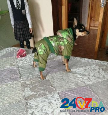 Одежда для собак Барнаул - изображение 3