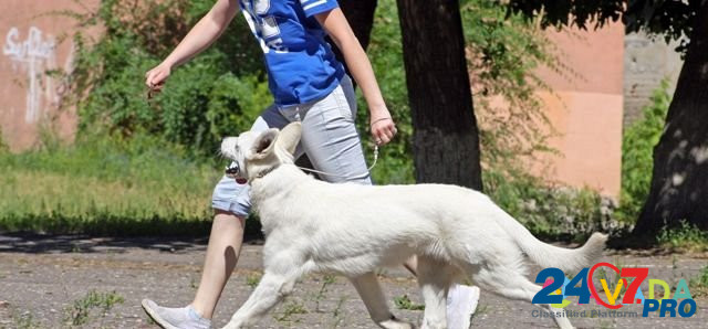 Щенки Белой швейцарской овчарки (бшо) Kolodeznyy - photo 4