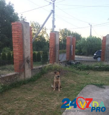 Собака Krasnodar - photo 1