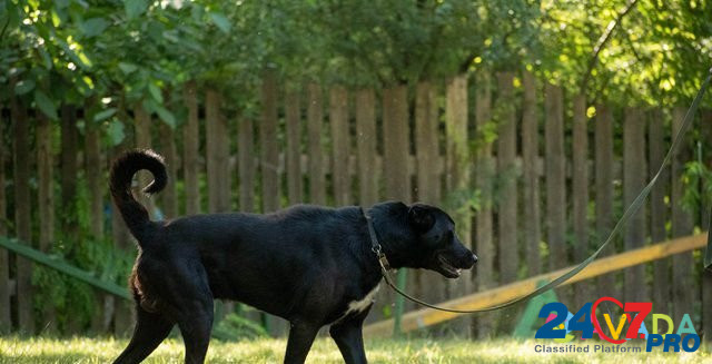Чабанская собака Novorossiysk - photo 1