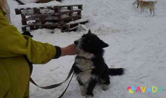Маленькая собачка в хорошие руки Kostroma