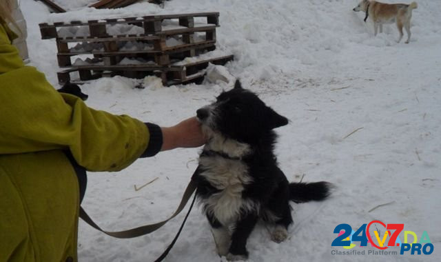 Маленькая собачка в хорошие руки Kostroma - photo 3