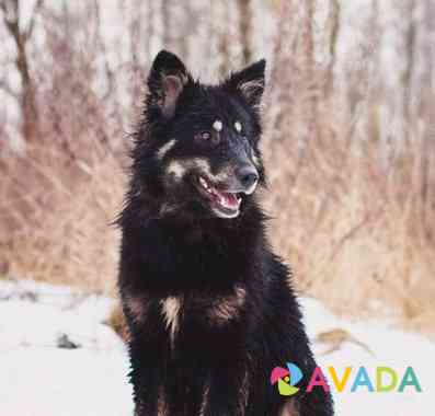 Лохматая, красивая, молодая собака в хорошие руки Kostroma