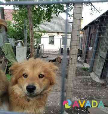 Собачка Вега с дочкой Варей Belgorod