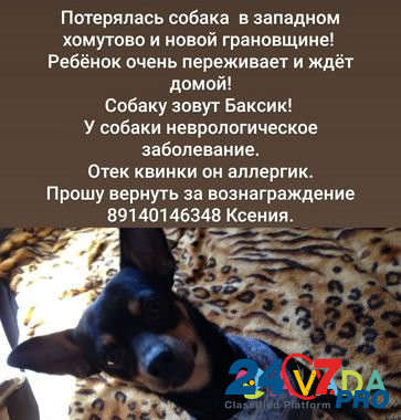Собака Khomutovo - photo 1