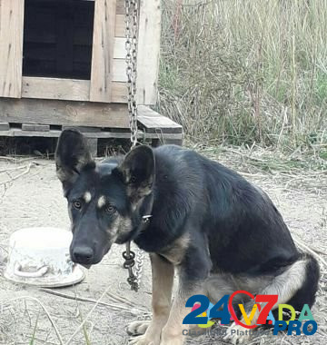 Собака, помесь с овчаркой в добрые руки Зеленодольск - изображение 6