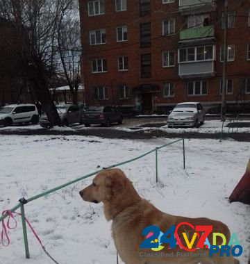 Собака в дар Likino-Dulevo - photo 1