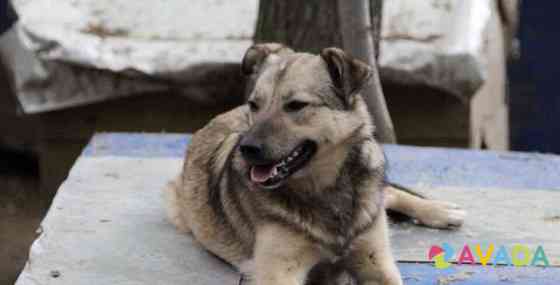 Молодая ласковая собака Изи Воскресенск