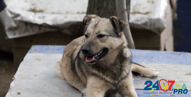 Молодая ласковая собака Изи Voskresensk - photo 1