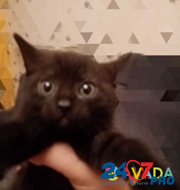 Кошка Volovo - photo 2