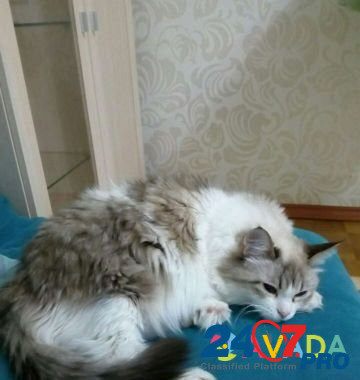 Кошка Izhevsk - photo 1