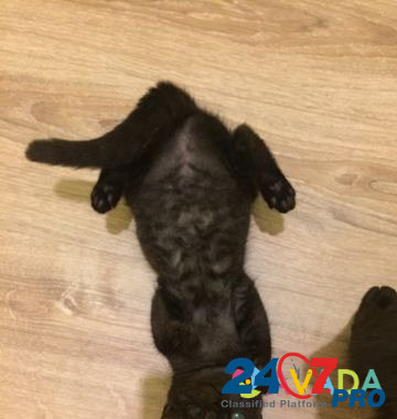 Кошка Makhachkala - photo 7